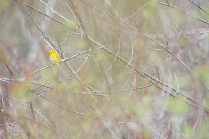 _DSC0576ywarbler_680