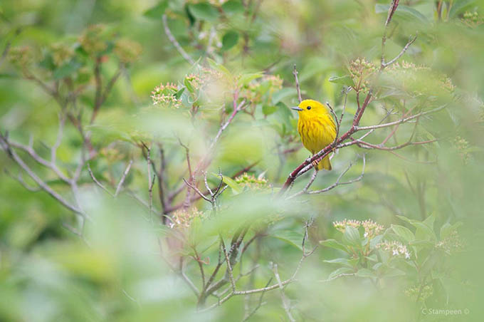 _DSC4021ywarbler_680