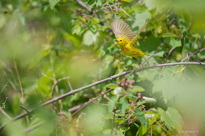 _DSC4199ywarbler_680