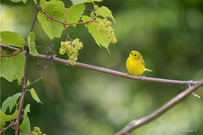 _DSC4299ywarbler_680