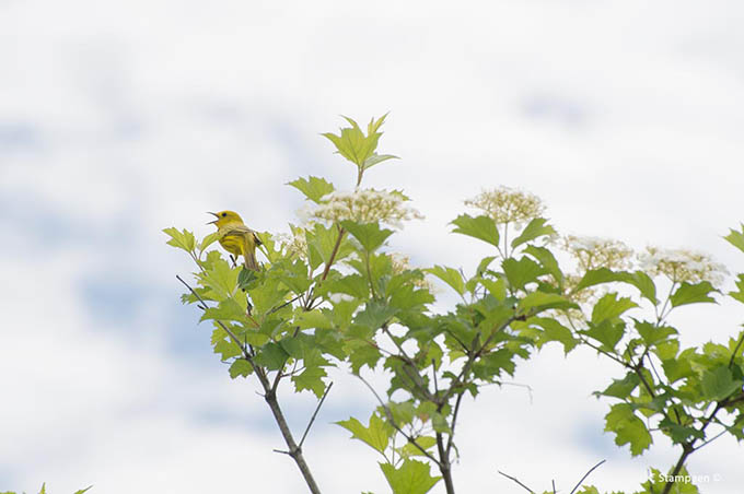 _DSC5072ywarbler_680