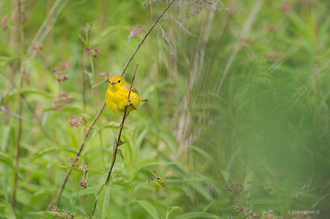 _DSC5205ywarbler_680