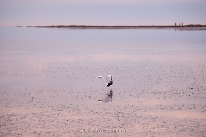 _DSC5321gull_2048 copy