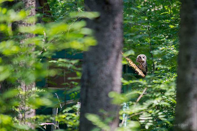 _DSC6719barredOwl_680