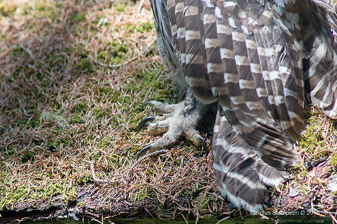 _DSC6872barredOwl_680