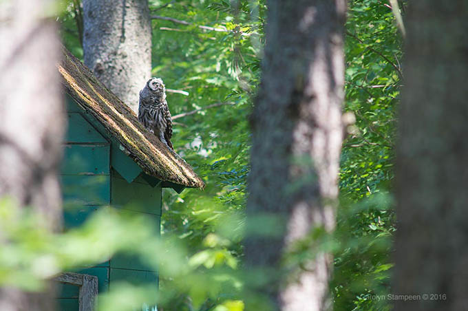 _DSC6954barredOwl_680