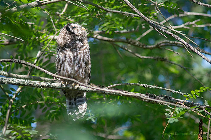 _DSC6970barredOwl_680