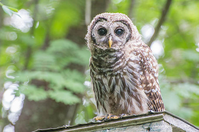 _DSC8037barredOwl_680