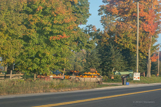 _DSC4137pumpkins_680