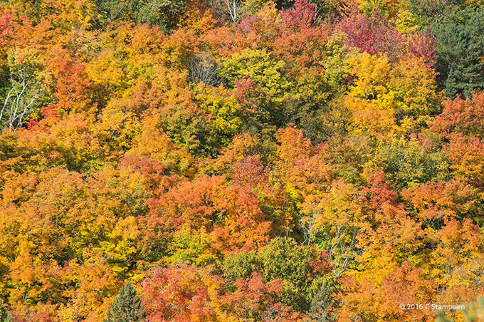 _DSC4715algonquin_680