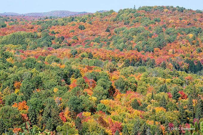 _DSC4962algonquin_680