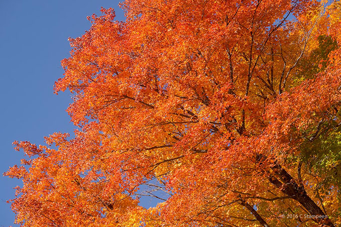 _DSC5037algonquin_680