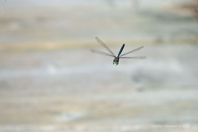 _DSC5783dragonfly_680