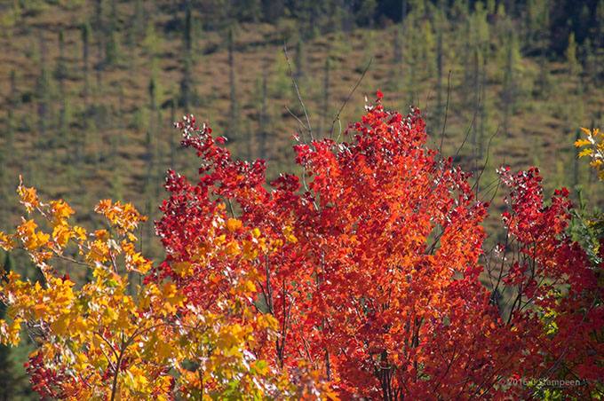 _DSC5889algonquin_680