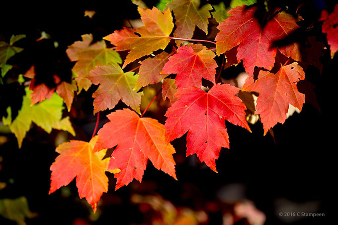 _DSC5896algonquin_680