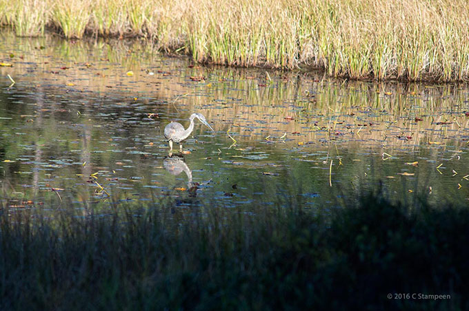 _DSC5921algonquin_680