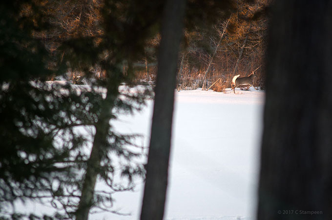 _DSC0813deer_680