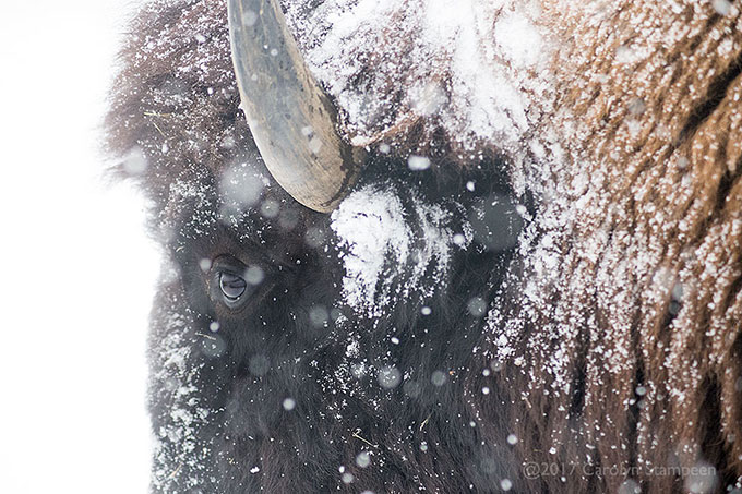 _DSC7478bison_680