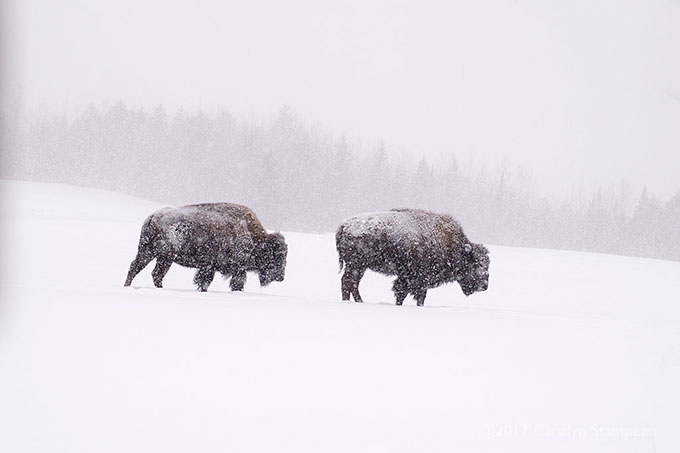 _DSC7529bison_680