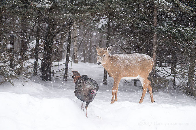 _DSC7754deer_680