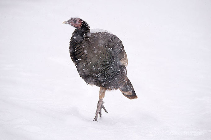 _DSC7891turkey_680