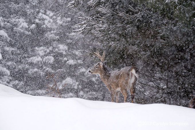 _DSC7982deer_680