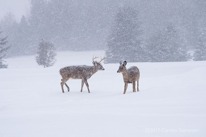 _DSC8167deer_680