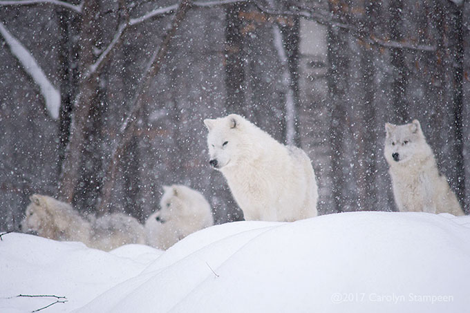 _DSC8325wolves_680